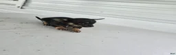 Chihuahua dogs for sale: Maverick  - Ad 8