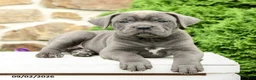 Cane Corso dogs for sale: Clover - Ad 5