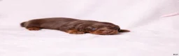 Miniature Dachshund dogs for sale: Rosie - Ad 6