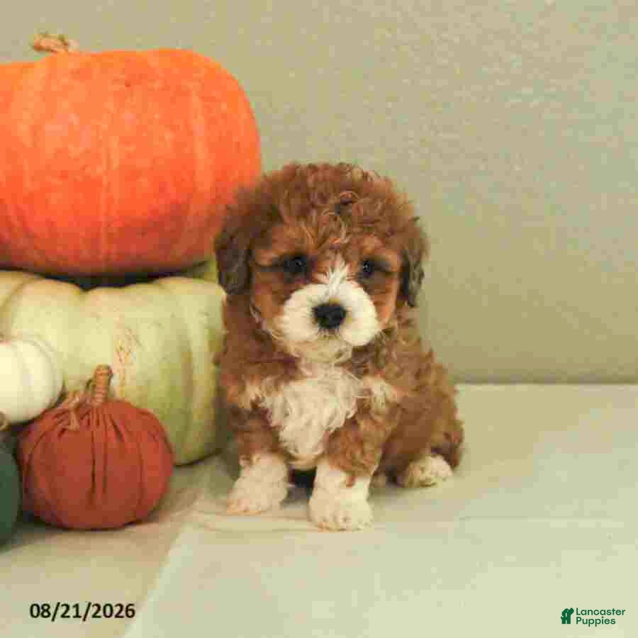 Mini Bernedoodle dogs Mason - Ad 1