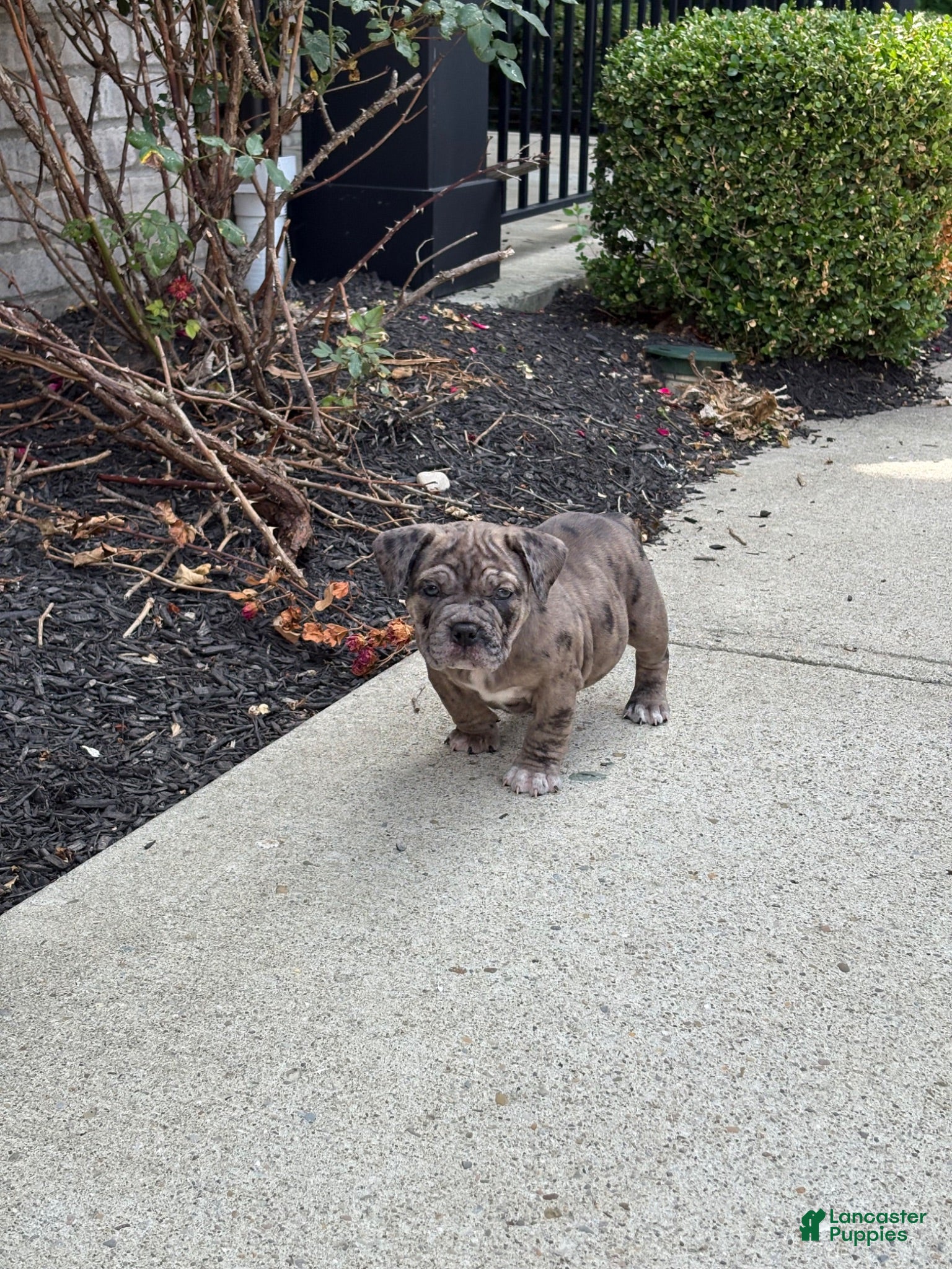 American Bully dogs Dior  - Ad 15