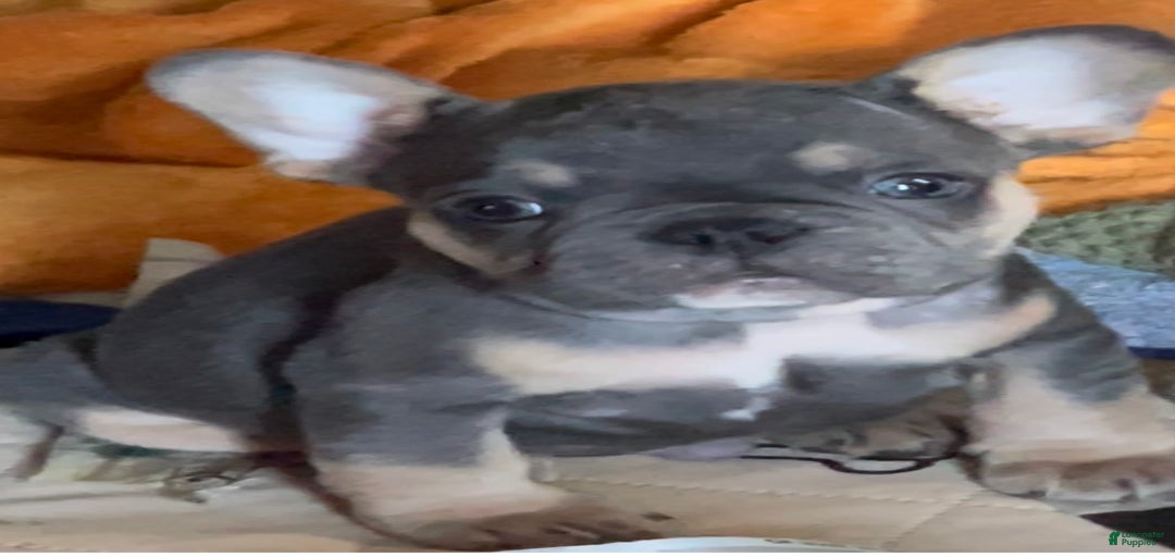 Gallery Image {{count}}