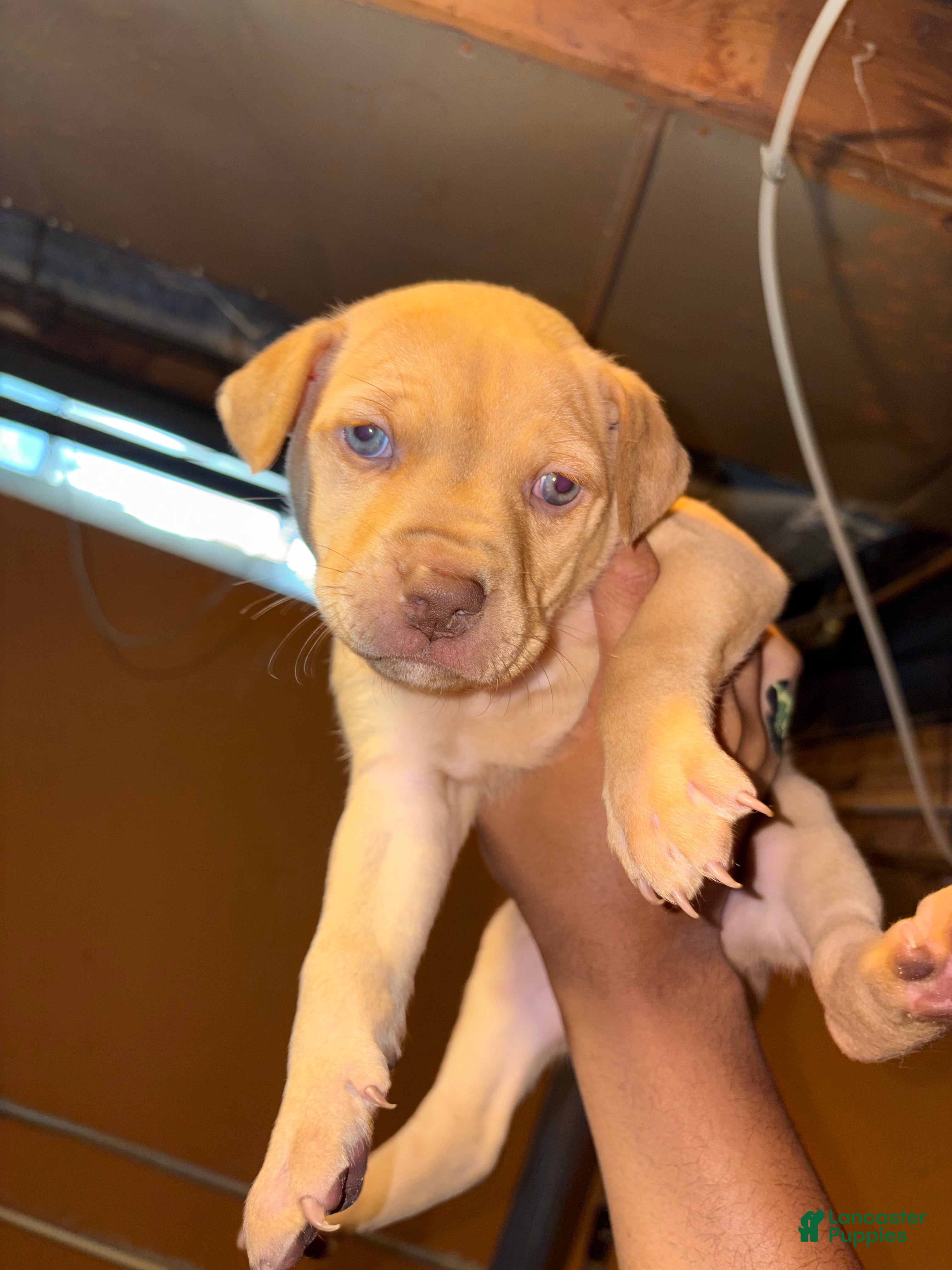 Pitsky dogs Pitsky Puppy 2 - Ad 4
