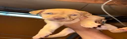 Pitsky dogs for sale: Pitsky Puppy 2 - Ad 1