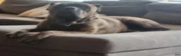 Cane Corso dogs for sale: Cane Corso 2 - Ad 85