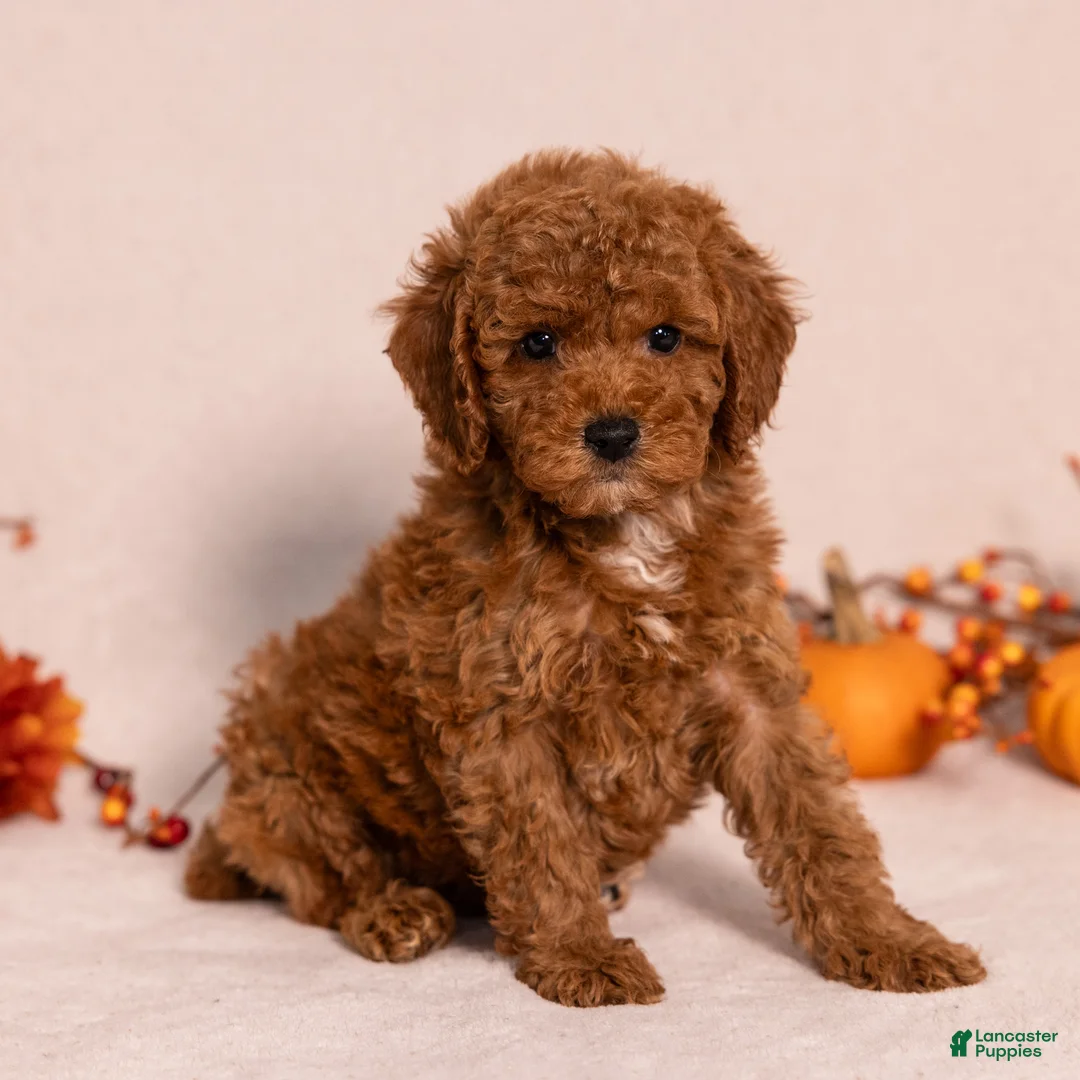 Miniature Poodle dogs for sale: Nala - Ad 1