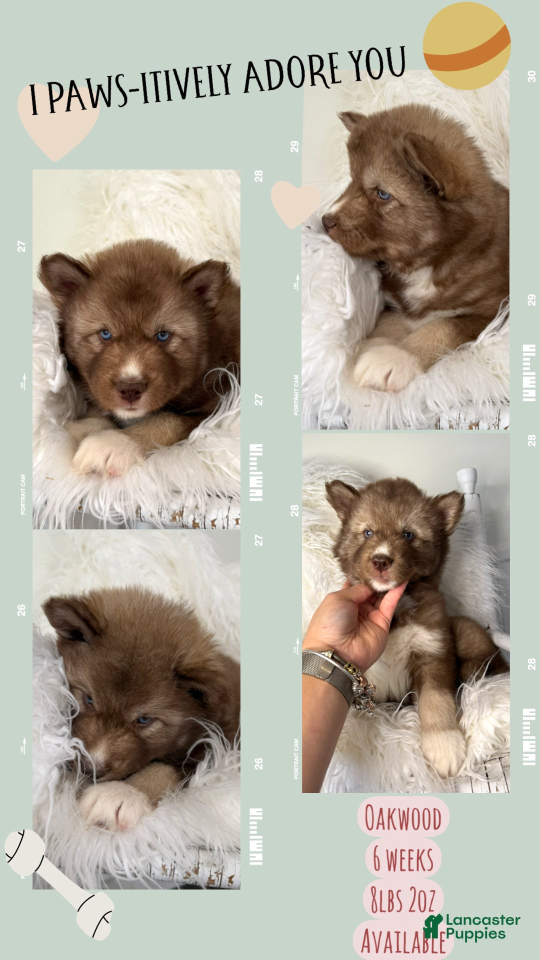 Siberian Husky dogs Oakwood - Ad 40