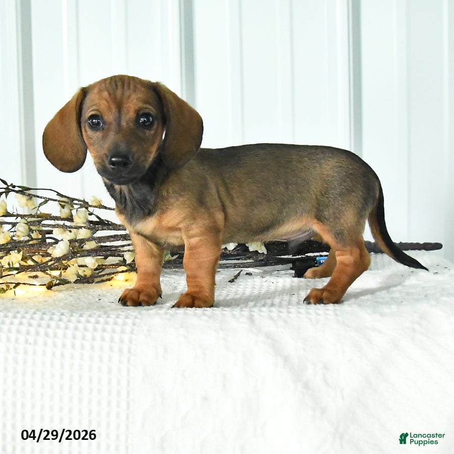 Miniature Dachshund dogs for sale: Dasher - Ad 1