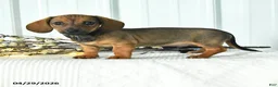 Dachshund dogs for sale: Dasher - Ad 1