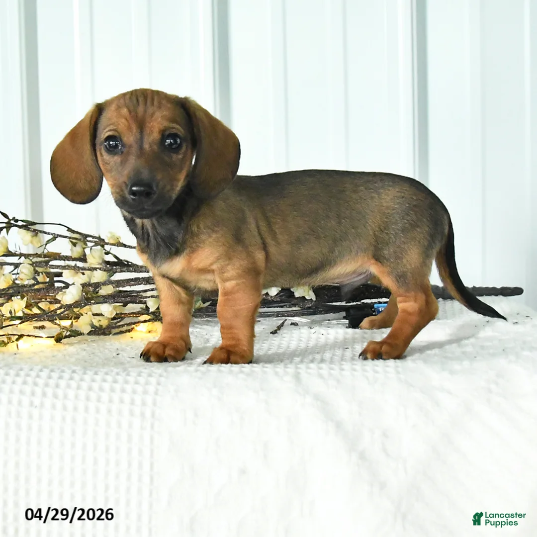 Dachshund dogs for sale: Dasher - Ad 1