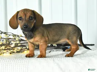 Miniature Dachshund dogs for sale: Dasher - Ad 1
