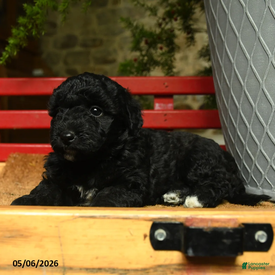 Corgipoo dogs for sale: Lacey - Ad 2