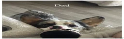 Welsh Corgi Pembroke dogs for sale: Lilly - Ad 4