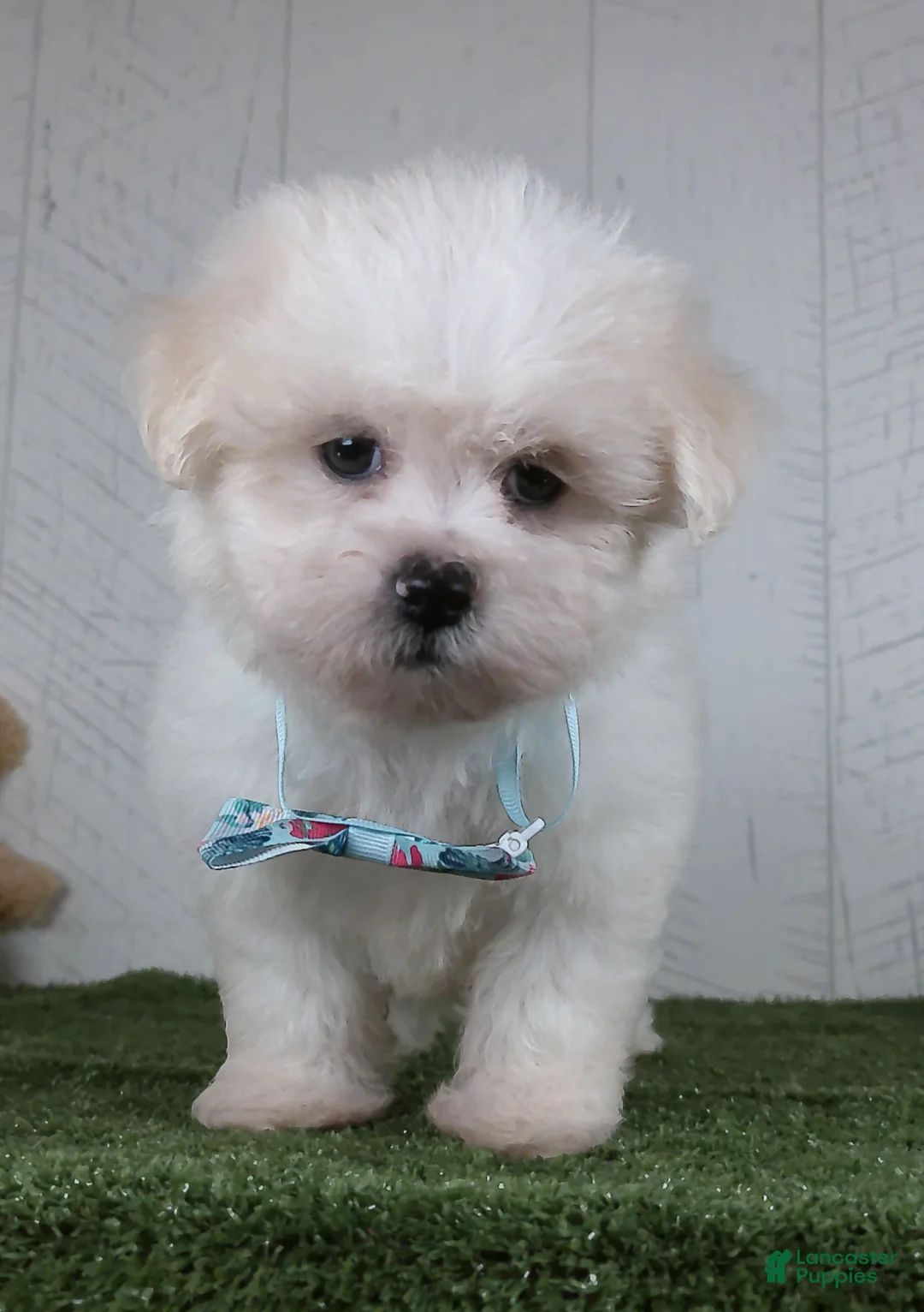 Teddy Bear dogs for sale: Benson - Ad 1