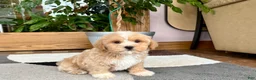 Mixed Breed dogs for sale: Lhatese boy 1 - Ad 6