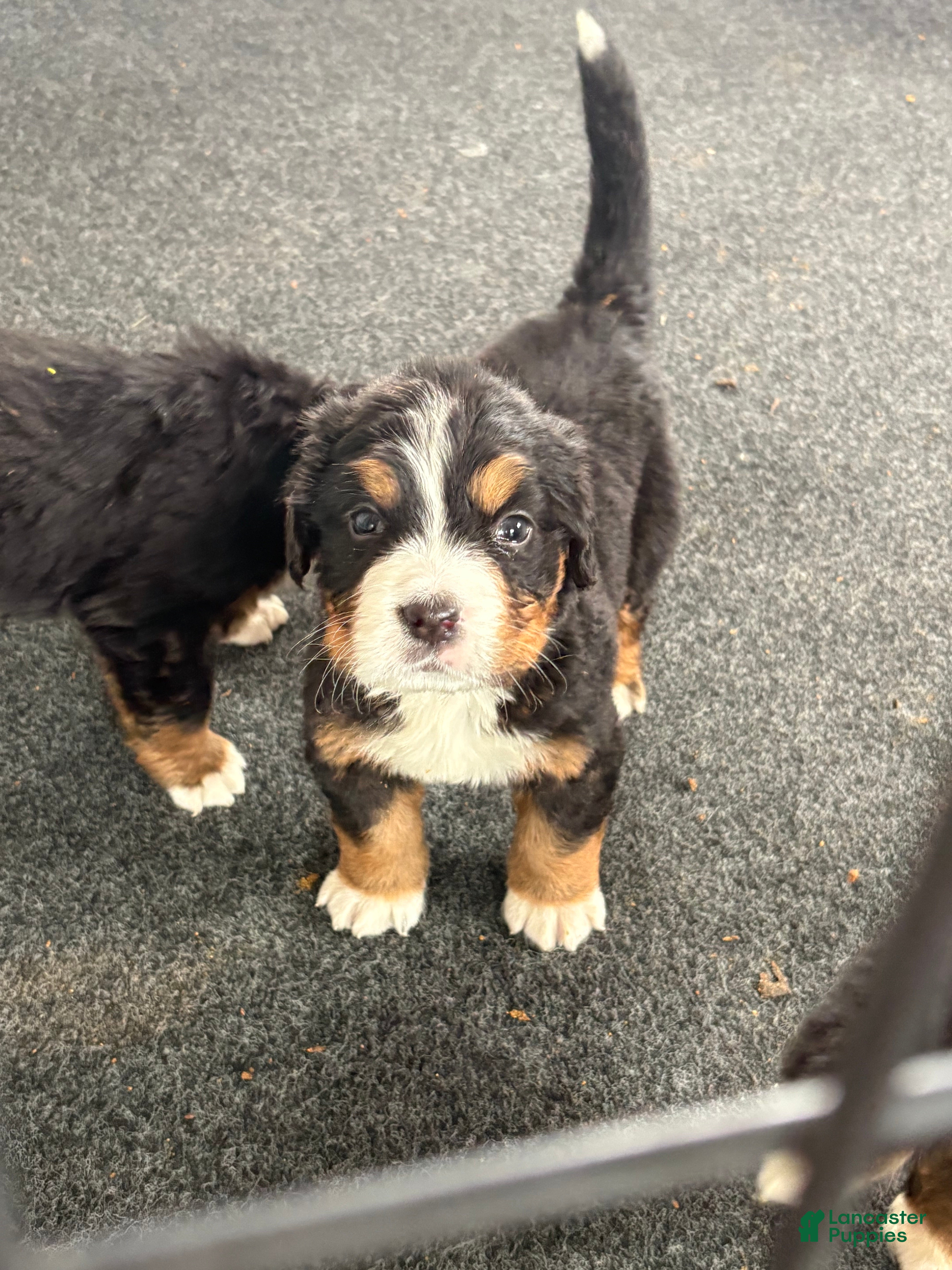 Bernese Mountain Dog dogs Red - Ad 32