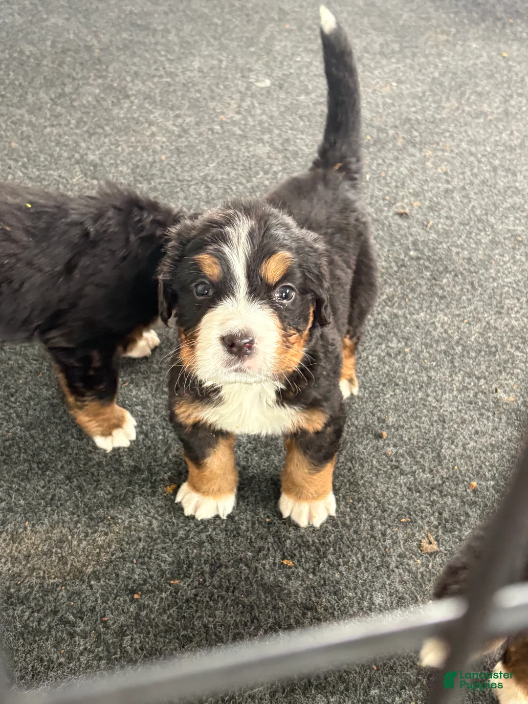 Bernese Mountain Dog dogs for sale: Red - Ad 1