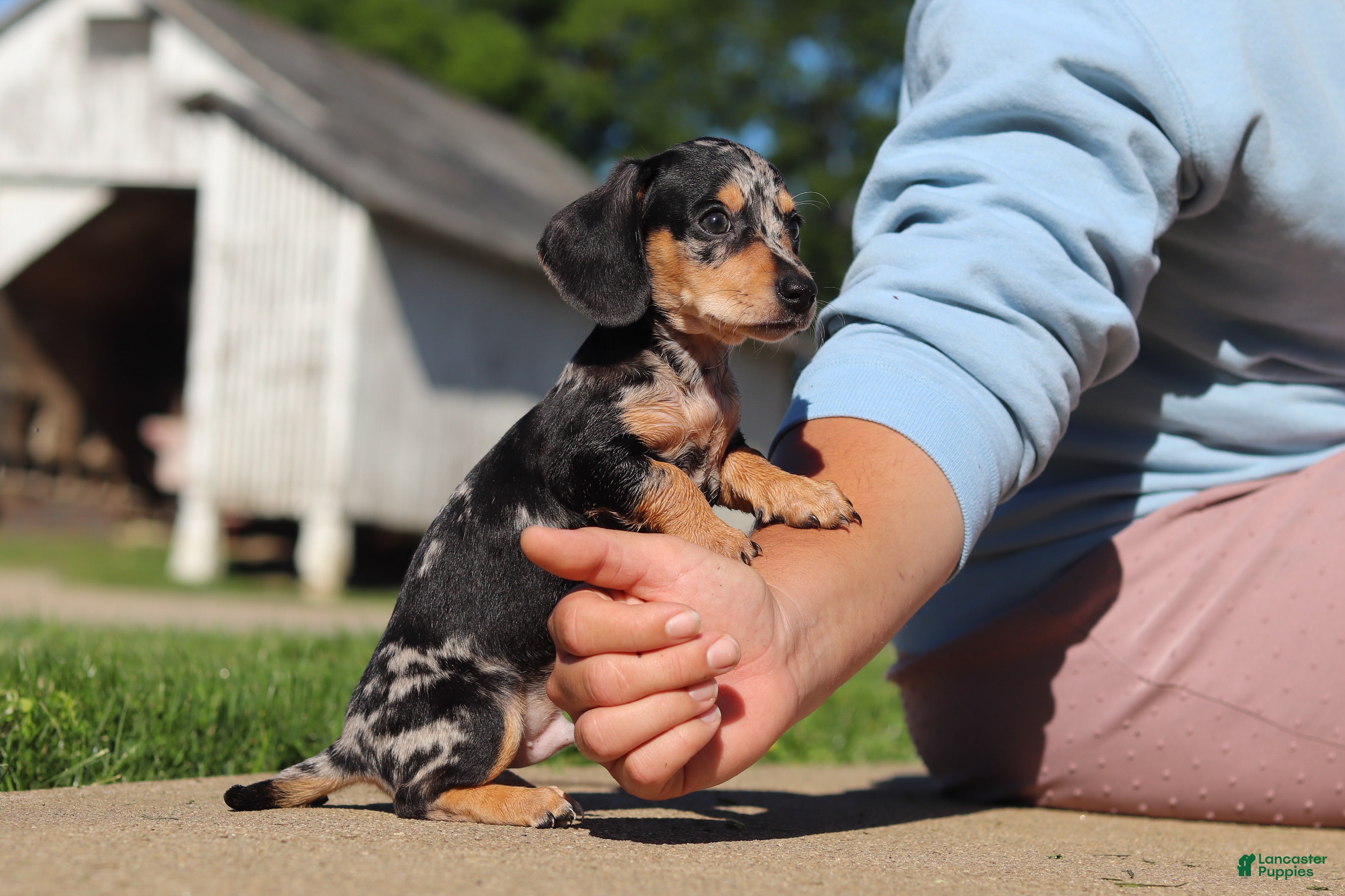 Miniature Dachshund dogs Barney - Ad 1