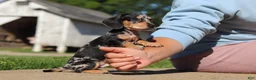 Miniature Dachshund dogs for sale: Barney - Ad 1