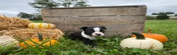 Boston Terrier dogs for sale: Milo - Ad 8