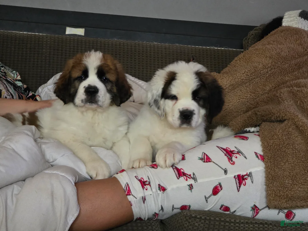 Saint Bernard dogs for sale: Saint Bernard Puppy 1 - Ad 3