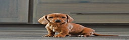 Miniature Dachshund dogs for sale: Tommy - Ad 1