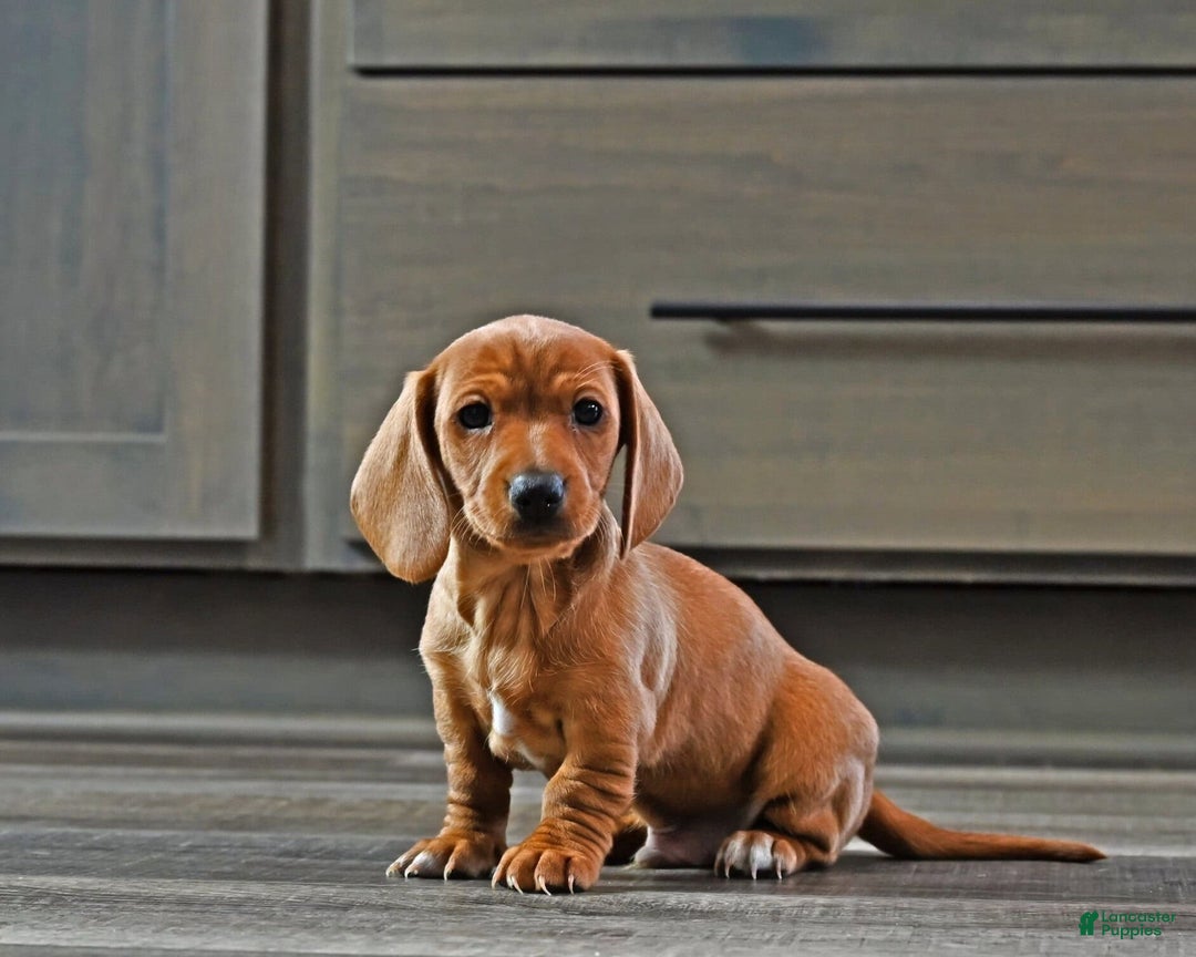 Miniature Dachshund dogs for sale: Tommy - Ad 1