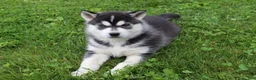 Siberian Husky dogs for sale: Blaze - Ad 7