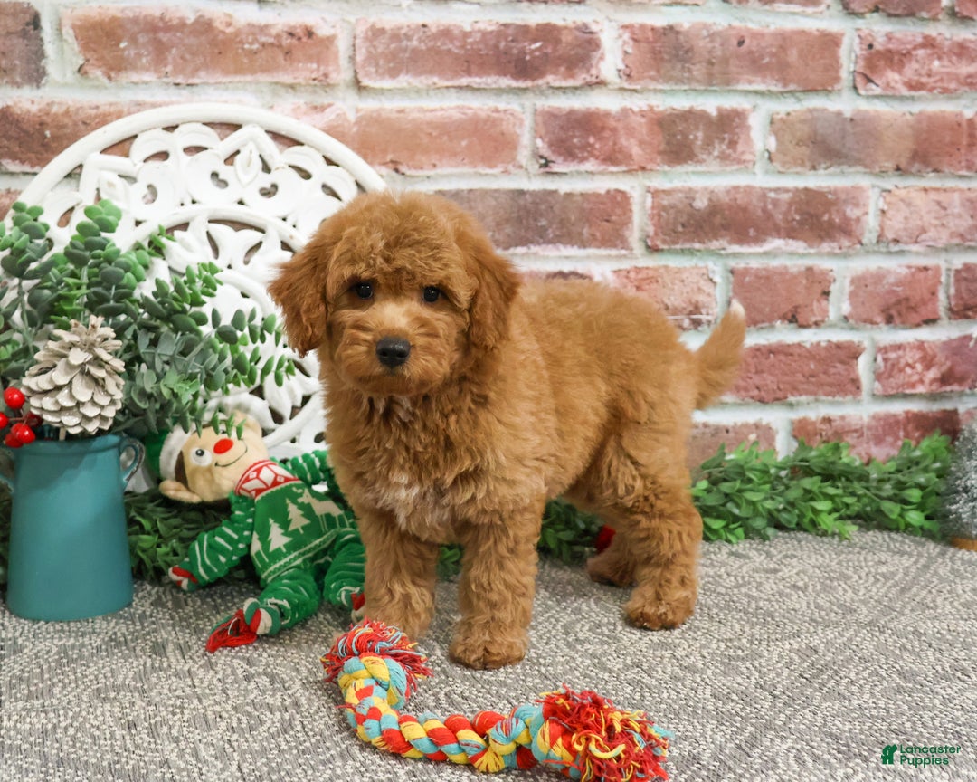 Mini Goldendoodle dogs for sale: Dora - Ad 2
