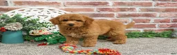 Mini Goldendoodle dogs for sale: Dora - Ad 15