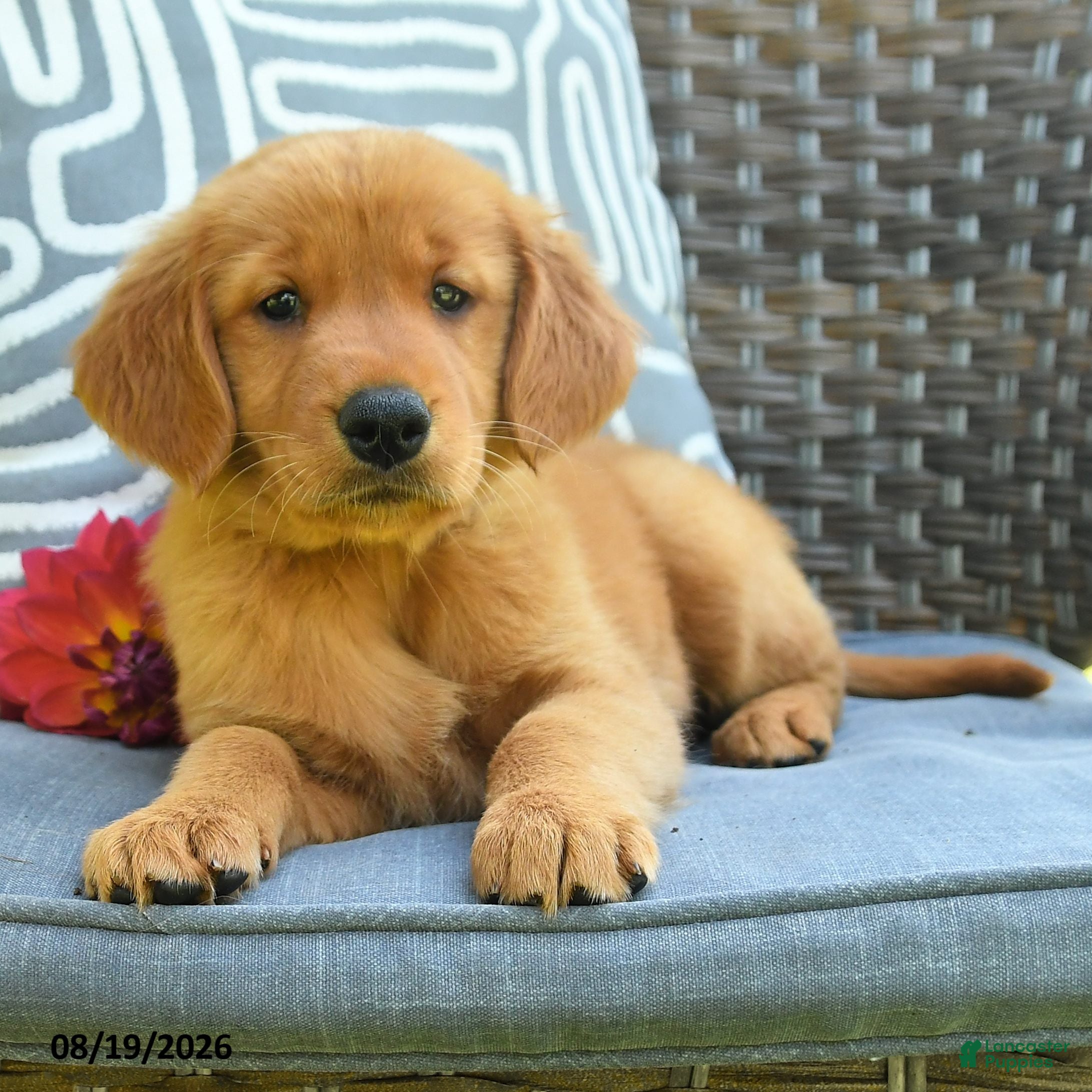 Golden Retriever dogs Melissa - Ad 2