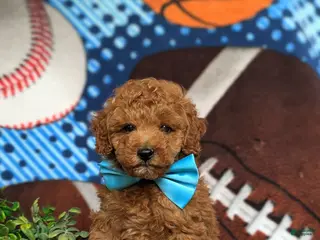 Miniature Poodle dogs for sale: Sammy 10 lbs Full Grown - Ad 2