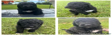 Goldendoodle Puppy 3
