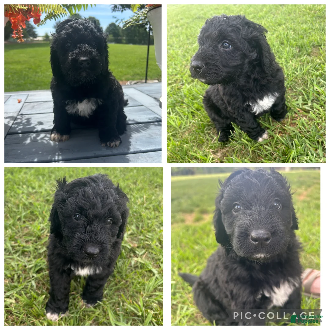 Goldendoodle dogs for sale: Goldendoodle Puppy 3 - Ad 1