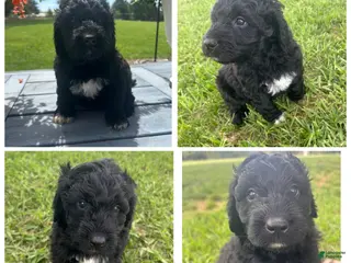 Goldendoodle dogs for sale: Goldendoodle Puppy 3 - Ad 3