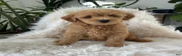 Mini Goldendoodle dogs for sale: Cooper - Ad 5