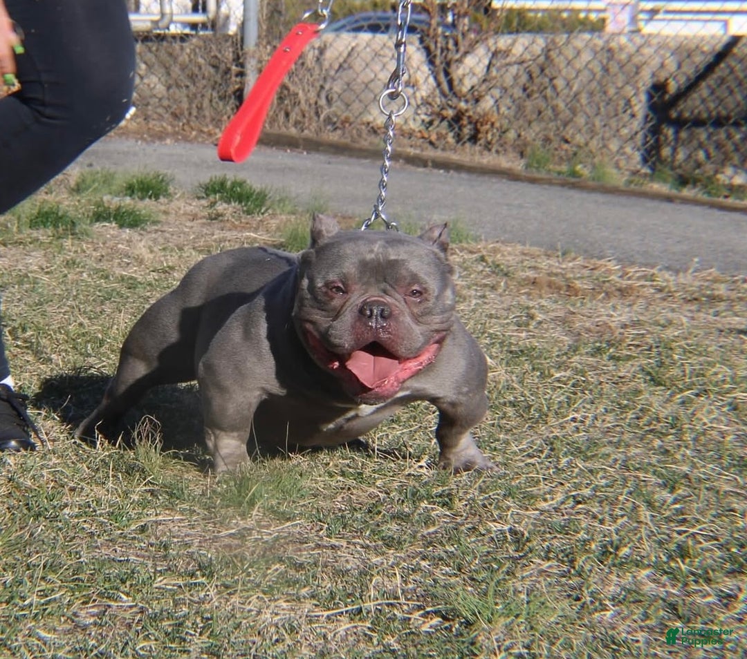 American Bully dogs for sale: American Bully Puppy 2 - Ad 4
