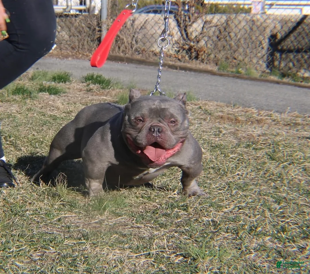 American Bully dogs for sale: American Bully Puppy 2 - Ad 4
