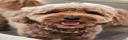 Mini Goldendoodle dogs for sale: Mini Goldendoodle 4 - Ad 2