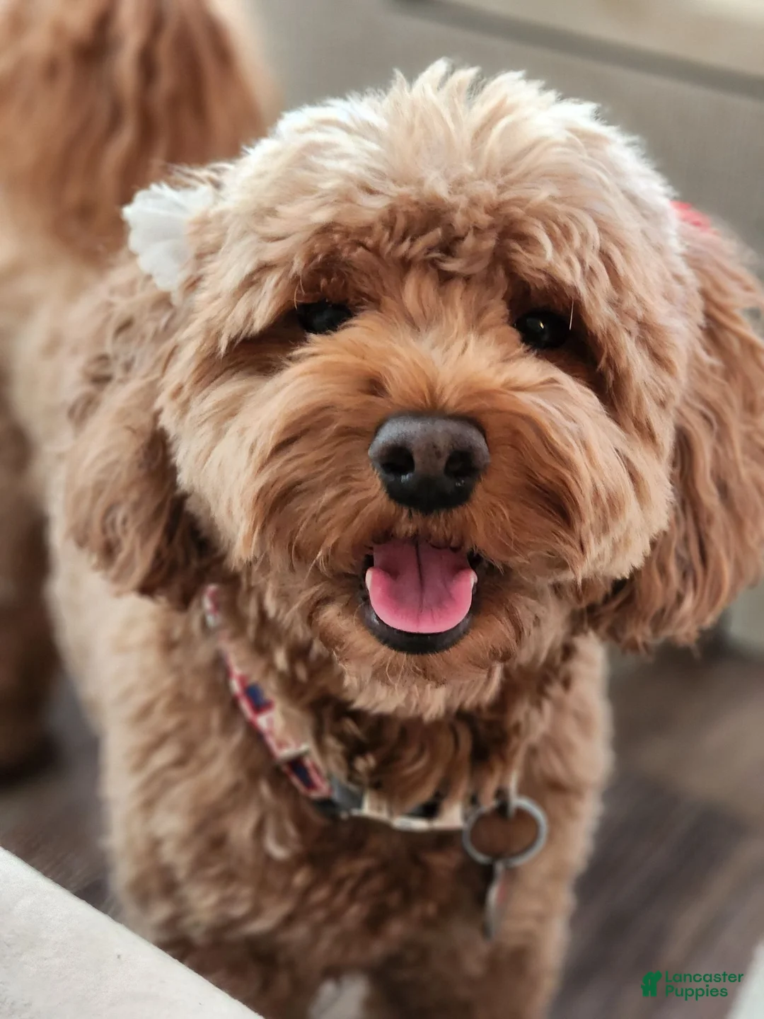 Mini Goldendoodle dogs for sale: Mini Goldendoodle 4 - Ad 2