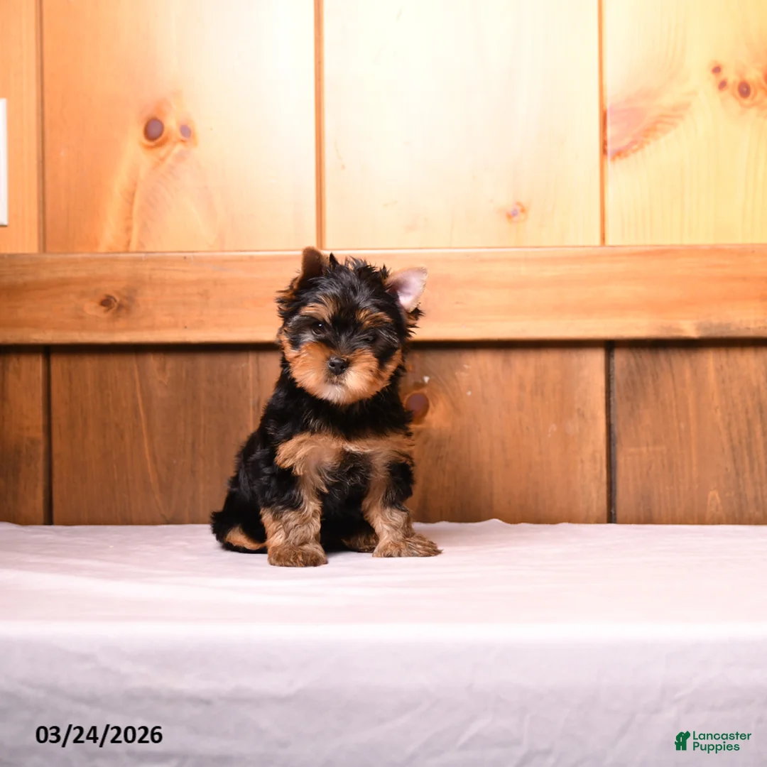 Yorkshire Terrier dogs for sale: Curly - Ad 5