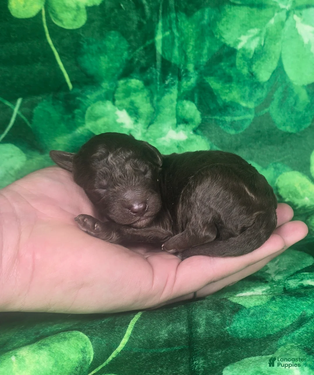 Mini Goldendoodle dogs for sale: Alfie - Ad 1