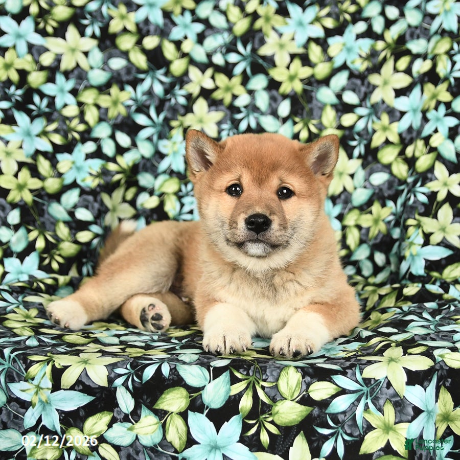 Shiba Inu dogs Zakota - Ad 2