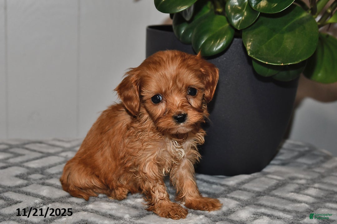 Cavapoo dogs for sale: Violet - Ad 3