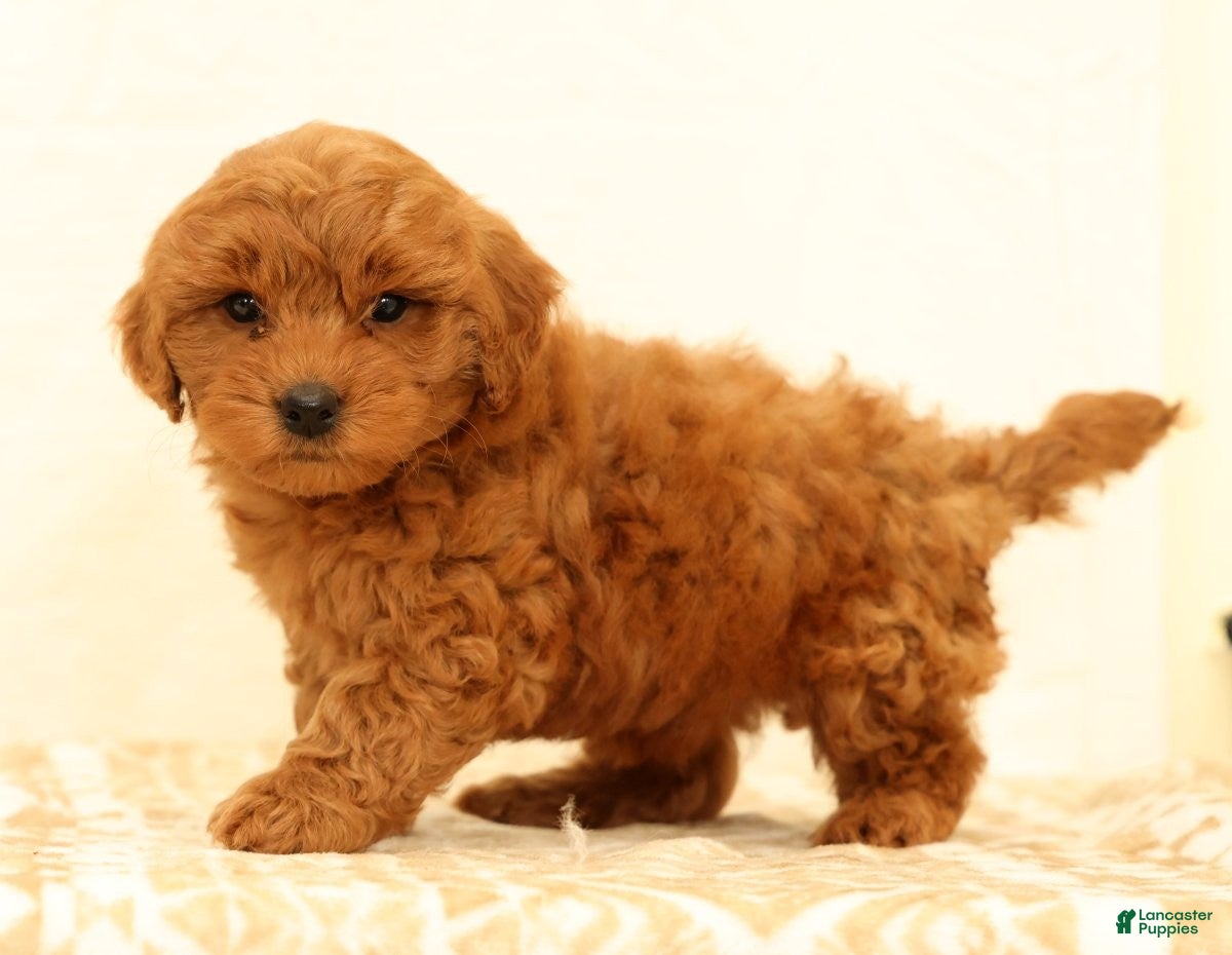 Mini Goldendoodle dogs Lane - Ad 1