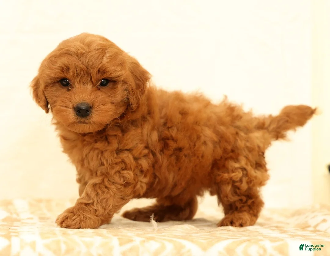 Mini Goldendoodle dogs for sale: Lane - Ad 1