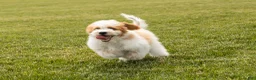 Mini Goldendoodle dogs for sale: Roscoe  - Ad 8