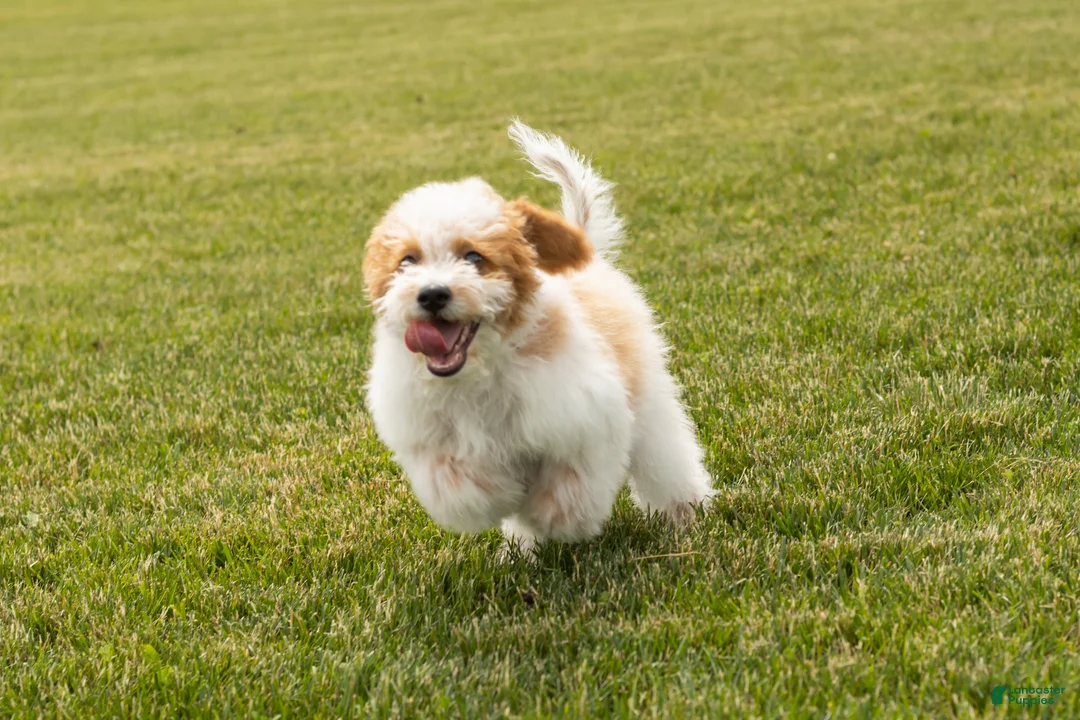 Mini Goldendoodle dogs for sale: Roscoe  - Ad 8