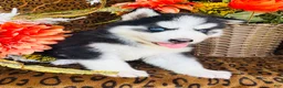 Siberian Husky dogs for sale: Hunter - Ad 6