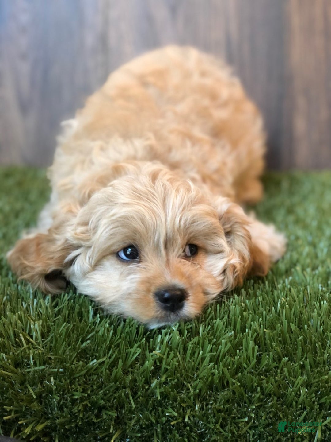 Gallery Image {{count}}